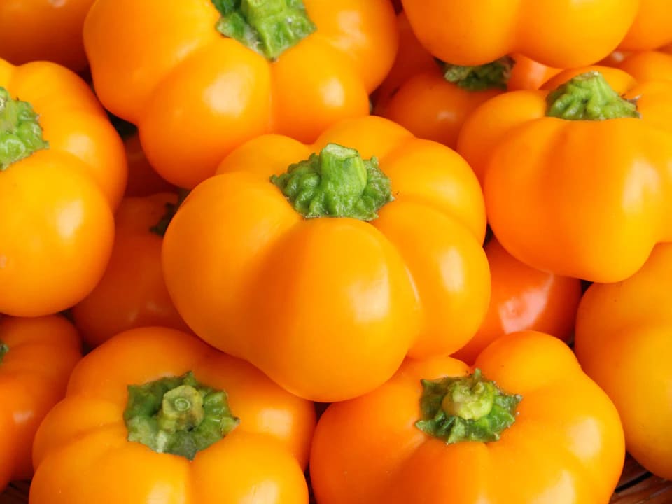 تصویر 4 از فلفل دلمه‌ ای نارنجی با ماندگاری بالا